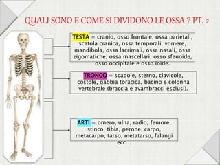 QUALI SONO E COME SI DIVIDONO LE OSSA ? PT. 2
TESTA = cranio, osso frontale, ossa parietali,
scatola cranica, ossa temporali, vomere,
mandibola, ossa lacrimali, ossa nasali, ossa
zigomatiche, ossa mascellari, osso sfenoide,
osso occipitale e osso ioide.
TRONCO = scapole, sterno, clavicole,
costole, gabbia toracica, bacino e colonna
vertebrale (braccia e avambracci esclusi).
ARTI = omero, ulna, radio, femore,
stinco, tibia, perone, carpo,
metacarpo, tarso, metatarso, falangi
ecc…
 