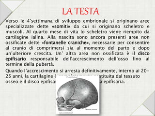 LA TESTA
Verso le 4°settimana di sviluppo embrionale si originano aree
specializzate dette «somiti» da cui si originano scheletro e
muscoli. Al quarto mese di vita lo scheletro viene riempito da
cartilagine ialina. Alla nascita sono ancora presenti aree non
ossificate dette «fontanelle craniche», necessarie per consentire
al cranio di comprimersi sia al momento del parto e dopo
un’ulteriore crescita. Un’ altra area non ossificata è il disco
epifisario responsabile dell’accrescimento dell’osso fino al
termine della pubertà.
Quando l’accrescimento si arresta definitivamente, interno ai 20-
25 anni, la cartilagine è completamente sostituita dal tessuto
osseo e il disco epifisario si riduce alla linea epifisaria.
 