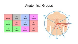 Anatomical Groups
 