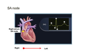SA node
Right atrium
SA node
Right Left
 