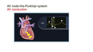AV node-His-Purkinje system
AV conduction
 