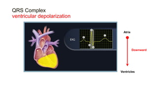 QRS Complex
ventricular depolarization
Atria
Ventricles
Downward
 