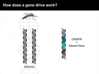 Genome
Esvelt KM, Smidler AL, Catteruccia F, Church GM (2014) eLife
CRISPR
+
Altered Gene
How does a gene drive work?
 