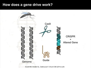 Guide
Cas9
Genome
Esvelt KM, Smidler AL, Catteruccia F, Church GM (2014) eLife
CRISPR
+
Altered Gene
How does a gene drive work?
 