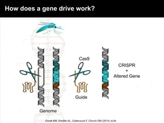 Genome
Guide
Cas9
CRISPR
+
Altered Gene
How does a gene drive work?
Esvelt KM, Smidler AL, Catteruccia F, Church GM (2014) eLife
 