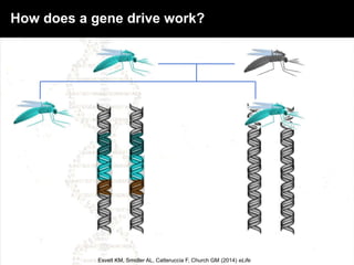 How does a gene drive work?
Esvelt KM, Smidler AL, Catteruccia F, Church GM (2014) eLife
 