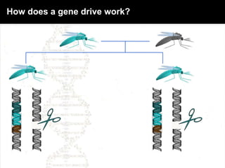 How does a gene drive work?
 