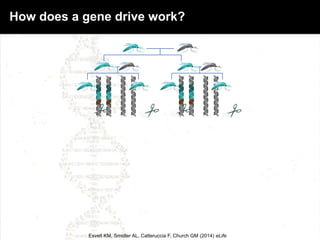 Esvelt KM, Smidler AL, Catteruccia F, Church GM (2014) eLife
How does a gene drive work?
 