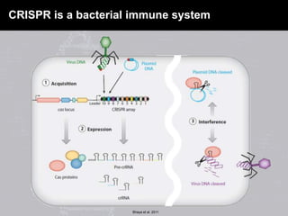 CRISPR is a bacterial immune system
Bhaya et al. 2011
 