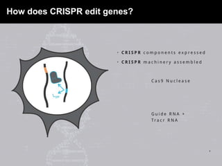 How does CRISPR edit genes?
 