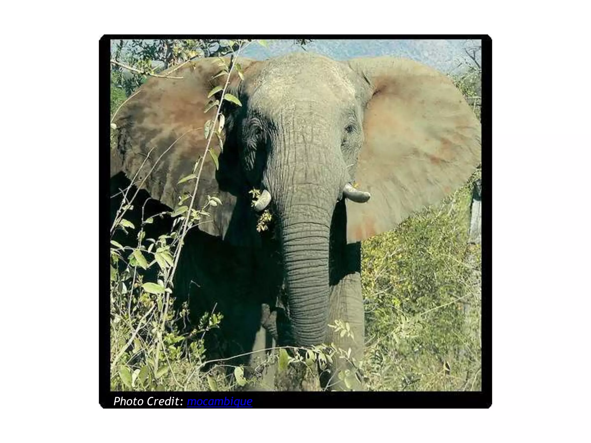 Photo Credit: mocambique