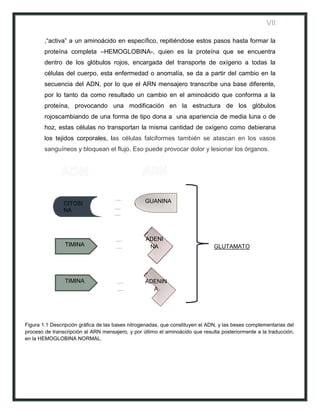 VII

        ,“activa” a un aminoácido en específico, repitiéndose estos pasos hasta formar la
        proteína completa –HEMOGLOBINA-, quien es la proteína que se encuentra
        dentro de los glóbulos rojos, encargada del transporte de oxígeno a todas la
        células del cuerpo, esta enfermedad o anomalía, se da a partir del cambio en la
        secuencia del ADN, por lo que el ARN mensajero transcribe una base diferente,
        por lo tanto da como resultado un cambio en el aminoácido que conforma a la
        proteína, provocando una modificación en la estructura de los glóbulos
        rojoscambiando de una forma de tipo dona a una apariencia de media luna o de
        hoz, estas células no transportan la misma cantidad de oxígeno como debierana
        los tejidos corporales, las células falciformes también se atascan en los vasos
        sanguíneos y bloquean el flujo. Eso puede provocar dolor y lesionar los órganos.




                CITOSI                            GUANINA
                NA



                                                  ADENI
                TIMINA                             NA                          GLUTAMATO




                TIMINA                            ADENIN
                                                    A




Figura 1.1 Descripción gráfica de las bases nitrogenadas, que constituyen el ADN, y las beses complementarias del
proceso de transcripción al ARN mensajero, y por último el aminoácido que resulta posteriormente a la traducción,
en la HEMOGLOBINA NORMAL.
 