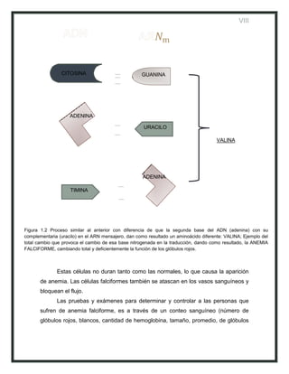 VIII




                CITOSINA                            GUANINA




                    ADENINA

                                                     URACILO

                                                                                     VALINA




                                                    ADENINA

                    TIMINA




Figura 1.2 Proceso similar al anterior con diferencia de que la segunda base del ADN (adenina) con su
complementaria (uracilo) en el ARN mensajero, dan como resultado un aminoácido diferente: VALINA; Ejemplo del
total cambio que provoca el cambio de esa base nitrogenada en la traducción, dando como resultado, la ANEMIA
FALCIFORME, cambiando total y deficientemente la función de los glóbulos rojos.



              Estas células no duran tanto como las normales, lo que causa la aparición
       de anemia. Las células falciformes también se atascan en los vasos sanguíneos y
       bloquean el flujo.
              Las pruebas y exámenes para determinar y controlar a las personas que
       sufren de anemia falciforme, es a través de un conteo sanguíneo (número de
       glóbulos rojos, blancos, cantidad de hemoglobina, tamaño, promedio, de glóbulos
 