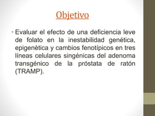 Objetivo
• Evaluar el efecto de una deficiencia leve
de folato en la inestabilidad genética,
epigenètica y cambios fenotípicos en tres
líneas celulares singénicas del adenoma
transgénico de la próstata de ratón
(TRAMP).
 