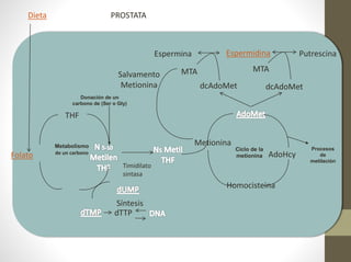Dieta
Folato
THF
dTTP
Síntesis
Timidilato
sintasa
Homocisteina
AdoHcy
Metionina
dcAdoMet dcAdoMet
Espermina PutrescinaEspermidina
MTA MTA
Salvamento
Metionina
PROSTATA
Metabolismo
de un carbono
Donación de un
carbono de (Ser o Gly)
Procesos
de
metilación
Ciclo de la
metionina
 