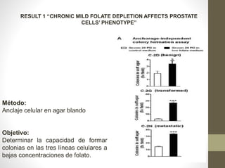 RESULT 1 “CHRONIC MILD FOLATE DEPLETION AFFECTS PROSTATE
CELLS’ PHENOTYPE”
Método:
Anclaje celular en agar blando
Objetivo:
Determinar la capacidad de formar
colonias en las tres líneas celulares a
bajas concentraciones de folato.
 