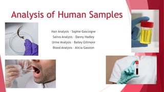 Analysis of Human Samples
Hair Analysis – Sophie Gascoigne
Saliva Analysis – Danny Hadley
Urine Analysis – Bailey Gillmore
Blood Analysis – Alicia Gasston
 