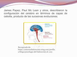 James Papez, Paul Mc Lean y otros, describieron la
configuración del cerebro en términos de capas de
cebolla, producto de las sucesivas evoluciones.




           Recuperado de:
           https://entrenarbaloncesto.ning.com/profile
           s/blogs/psicologia-del-baloncesto-el, 2011
 