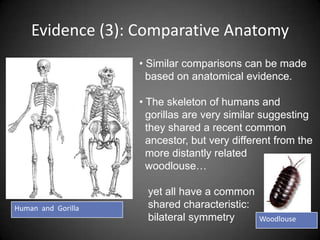 Evidence (3): Comparative Anatomy
                    • Similar comparisons can be made
                      based on anatomical evidence.

                    • The skeleton of humans and
                      gorillas are very similar suggesting
                      they shared a recent common
                      ancestor, but very different from the
                      more distantly related
                      woodlouse…

                     yet all have a common
Human and Gorilla    shared characteristic:
                     bilateral symmetry       Woodlouse
 
