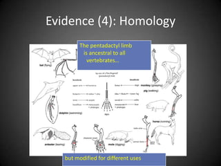 Evidence (4): Homology
        The pentadactyl limb
         is ancestral to all
           vertebrates…




   but modified for different uses
 