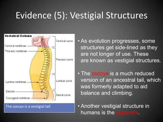 Evidence (5): Vestigial Structures

                                 • As evolution progresses, some
                                   structures get side-lined as they
                                   are not longer of use. These
                                   are known as vestigial structures.

                                 • The coccyx is a much reduced
                                   version of an ancestral tail, which
                                   was formerly adapted to aid
                                   balance and climbing.

The coccyx is a vestigial tail   • Another vestigial structure in
                                   humans is the appendix.
 