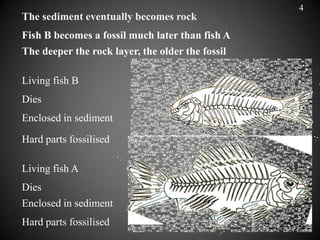 4
The sediment eventually becomes rock
Fish B becomes a fossil much later than fish A
The deeper the rock layer, the older the fossil

Living fish B
Dies
Enclosed in sediment

Hard parts fossilised

Living fish A
Dies
Enclosed in sediment
Hard parts fossilised
 