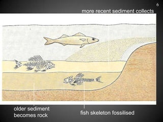 6
                 more recent sediment collects




older sediment
becomes rock     fish skeleton fossilised
 