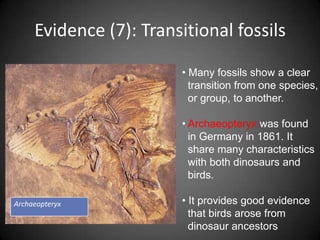 Evidence (7): Transitional fossils

                        • Many fossils show a clear
                          transition from one species,
                          or group, to another.

                        • Archaeopteryx was found
                          in Germany in 1861. It
                          share many characteristics
                          with both dinosaurs and
                          birds.

Archaeopteryx           • It provides good evidence
                          that birds arose from
                          dinosaur ancestors
 