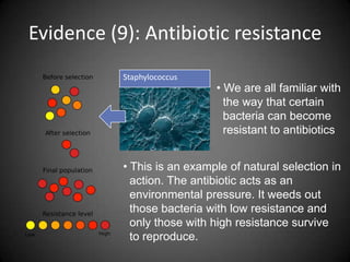 Evidence (9): Antibiotic resistance
           Staphylococcus
                             • We are all familiar with
                               the way that certain
                               bacteria can become
                               resistant to antibiotics


           • This is an example of natural selection in
             action. The antibiotic acts as an
             environmental pressure. It weeds out
             those bacteria with low resistance and
             only those with high resistance survive
             to reproduce.
 