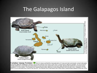 The Galapagos Island
 