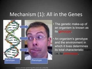 Mechanism (1): All in the Genes
                                                                            • The genetic make-up of
                                                                              an organism is known as
                                                                              its genotype.

                                                                            • An organism’s genotype
                                                                              and the environment in
                                                                              which it lives determines
                                                                              its total characteristic traits
                                                                              i.e. its phenotype.

Genotype                                 Phenotype


           commons.wikimedia.org/wiki/Image:DNA_double_helix_vertikal.PNG
 
