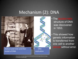 Mechanism (2): DNA
                                                                                        • The double-helix
                                                                                          structure of DNA
                                                                                          was discovered
                                                                                          in 1953.

                                                                                        • This showed how
                                                                                          genetic information
                                                                                          is transferred from
                                                                                          one cell to another
                                                                                          almost without error.
Watson and Crick and their                                  DNA
model of DNA                                             replication

             www.chem.ucsb.edu/~kalju/chem110L/public/tutorial/images/WatsonCrick.jpg
             en.wikipedia.org/wiki/DNA
 