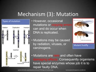 Mechanism (3): Mutation
Types of mutation                     • However, occasional
                                        mutations or copying errors
                                        can and do occur when
                                        DNA is replicated.

                                      • Mutations may be caused
                                        by radiation, viruses, or                               Mutant fruitfly
                                        carcinogens.

                                      • Mutations are rare and often have
                                        damaging effects. Consequently organisms
                                        have special enzymes whose job it is to
                                        repair faulty DNA.
              upload.wikimedia.org/wikipedia/commons/7/79/Types-of-mutation.png   humansystemstherapeutics.com/bb.htm
 