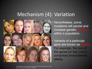 Mechanism (4): Variation
                                                                         • Nevertheless, some
                                                                           mutations will persist and
                                                                           increase genetic variation
                                                                           within a population.

                                                                         • Variants of a particular
                                                                           gene are known as alleles.
                                                                           For example, the one of
                                                                           the genes for hair colour
                                                                           comprises brown/blonde
                                                                           alleles.

majorityrights.com/index.php/weblog/comments/racial_variation_in_some_
parts_of_the_skull_involved_in_chewing/
 