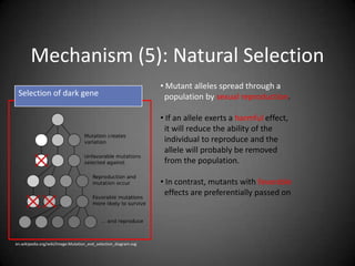 Mechanism (5): Natural Selection
                                                                 • Mutant alleles spread through a
 Selection of dark gene                                           population by sexual reproduction.

                                                                 • If an allele exerts a harmful effect,
                                                                  it will reduce the ability of the
                                                                  individual to reproduce and the
                                                                  allele will probably be removed
                                                                  from the population.

                                                                 • In contrast, mutants with favorable
                                                                  effects are preferentially passed on




en.wikipedia.org/wiki/Image:Mutation_and_selection_diagram.svg
 