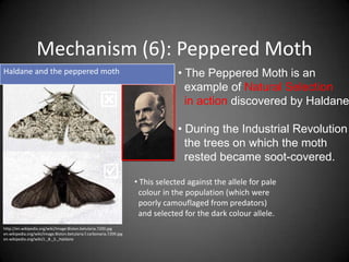 Mechanism (6): Peppered Moth
Haldane and the peppered moth                                                     • The Peppered Moth is an
                                                                                    example of Natural Selection
                                                                                   in action discovered by Haldane

                                                                                  • During the Industrial Revolution
                                                                                    the trees on which the moth
                                                                                    rested became soot-covered.
                                                                    • This selected against the allele for pale
                                                                      colour in the population (which were
                                                                      poorly camouflaged from predators)
                                                                      and selected for the dark colour allele.
http://en.wikipedia.org/wiki/Image:Biston.betularia.7200.jpg
en.wikipedia.org/wiki/Image:Biston.betularia.f.carbonaria.7209.jpg
en.wikipedia.org/wiki/J._B._S._Haldane
 