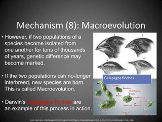 Mechanism (8): Macroevolution
• However, if two populations of a
  species become isolated from
  one another for tens of thousands
  of years, genetic difference may
  become marked.

• If the two populations can no-longer                                                         Galapagos finches
  interbreed, new species are born.
  This is called Macroevolution.

• Darwin’s Galapagos finches are
  an example of this process in action.
            www.ingala.gov.ec/galapagosislands/images/stories/ingala_images/galapagos_take_a_tour/small_pics/galapagos_map_2.jpg
 