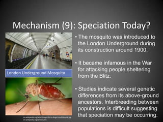 Mechanism (9): Speciation Today?
                                                                • The mosquito was introduced to
                                                                  the London Underground during
                                                                  its construction around 1900.

                                                                • It became infamous in the War
                                                                  for attacking people sheltering
London Underground Mosquito
                                                                  from the Blitz.

                                                                • Studies indicate several genetic
                                                                  differences from its above-ground
                                                                  ancestors. Interbreeding between
                                                                  populations is difficult suggesting
       en.wikipedia.org/wiki/Image:Gb-lu-Angel-southbound.jpg
                                                                  that speciation may be occurring.
       en.wikipedia.org/wiki/Culex
 