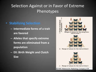 Selection Against or in Favor of Extreme
                 Phenotypes

• Stabilizing Selection
   – Intermediate forms of a trait
     are favored
   – Alleles that specify extreme
     forms are eliminated from a
     population
   – EX: Birth Weight and Clutch
     Size
 