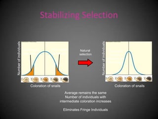 Stabilizing Selection




                                                                              Number of individuals
Number of individuals




                        Light snails        Dark snails        Natural                                 Snails with
                        eliminated          eliminated         selection                                extreme
                                                                                                      coloration are
                                                                                                       eliminated




                              Coloration of snails                                                          Coloration of snails
                                                     Average remains the same
                                                     Number of individuals with
                                                 intermediate coloration increases

                                                     Eliminates Fringe Individuals
 