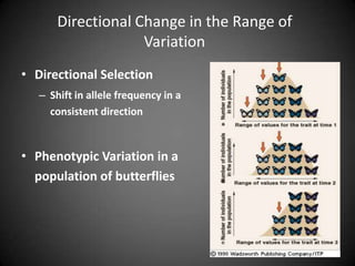 Directional Change in the Range of
                    Variation
• Directional Selection
   – Shift in allele frequency in a
     consistent direction



• Phenotypic Variation in a
  population of butterflies
 
