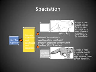 Speciation

                                                              Adapted to cold
                                                              through heavier
                            Northern                          fur, short ears,
                            population                        short legs, short
                                                              nose. White fur
                                                Arctic Fox    matches snow
             Spreads                                          for camouflage.
             northward    Different environmental
Early fox    and          conditions lead to different
population   southward    selective pressures and evolution
             and          into two different species.
             separates
                                                              Adapted to heat
                                                              through lightweight
                            Southern
                                                              fur and long ears,
                            population                        legs, and nose, which
                                          Gray Fox
                                                              give off more heat.
 