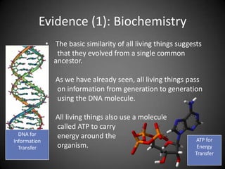 Evidence (1): Biochemistry
              • The basic similarity of all living things suggests
              • that they evolved from a single common
                ancestor.

              • As we have already seen, all living things pass
              • on information from generation to generation
              • using the DNA molecule.

              • All living things also use a molecule
              • called ATP to carry
  DNA for     • energy around the                              ATP for
Information
  Transfer    • organism.                                       Energy
                                                               Transfer
 
