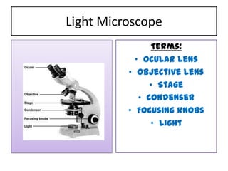 Light Microscope
                 Terms:
            • Ocular lens
          • Objective lens
                • Stage
             • Condenser
          • Focusing knobs
                • Light
 
