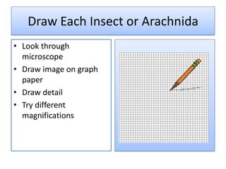 Draw Each Insect or Arachnida
• Look through
  microscope
• Draw image on graph
  paper
• Draw detail
• Try different
  magnifications
 