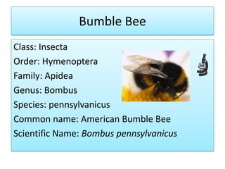 Bumble Bee
Class: Insecta
Order: Hymenoptera
Family: Apidea
Genus: Bombus
Species: pennsylvanicus
Common name: American Bumble Bee
Scientific Name: Bombus pennsylvanicus
 