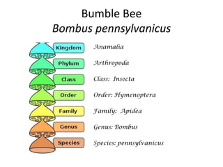 Bumble Bee
Bombus pennsylvanicus
       Anamalia

       Arthropoda

       Class: Insecta

       Order: Hymenoptera

       Family: Apidea

       Genus: Bombus

       Species: pennsylvanicus
 