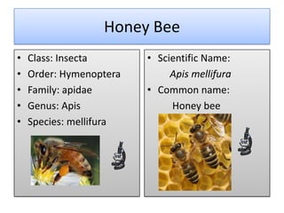 Honey Bee
•   Class: Insecta       • Scientific Name:
•   Order: Hymenoptera        Apis mellifura
•   Family: apidae       • Common name:
•   Genus: Apis               Honey bee
•   Species: mellifura
 