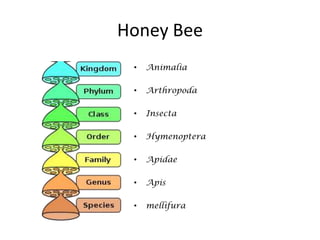 Honey Bee
 •   Animalia

 •   Arthropoda

 •   Insecta

 •   Hymenoptera

 •   Apidae

 •   Apis

 •   mellifura
 