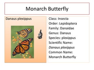 Monarch Butterfly
Danaus plexippus     Class: Insecta
                     Order: Lepidoptera
                     Family: Danaidae
                     Genus: Danaus
                     Species: plexippus
                     Scientific Name:
                     Danaus plexippus
                     Common Name:
                     Monarch Butterfly
 